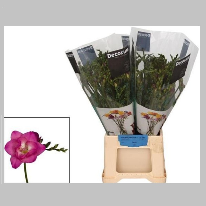 Frezii Mov, 50 cm, Pachet (50 buc.)